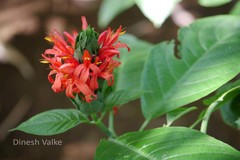 Justicia carnea